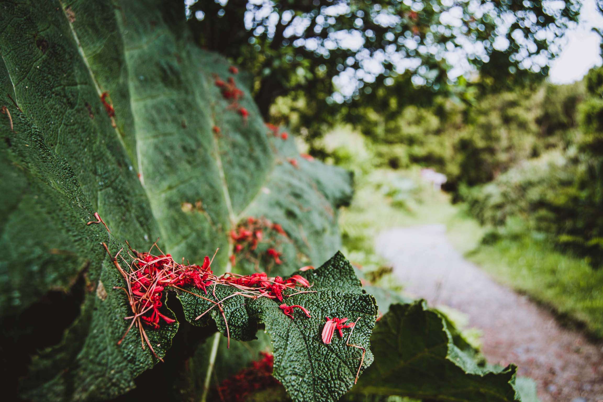 Plante Parc National de Chiloé