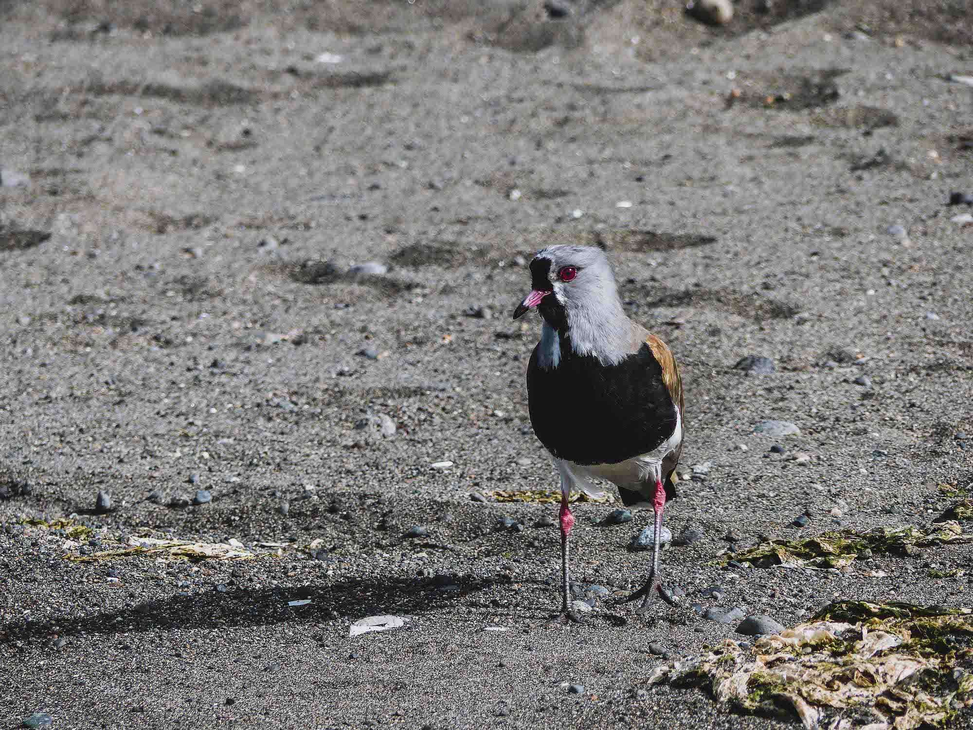 Oiseau sur la plage d'Achao